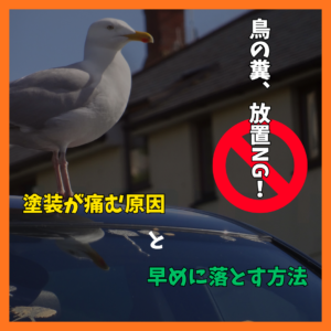 車の鳥の糞は放置NG！🙅 塗装が痛む原因と早めに落とす方法